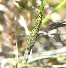 Brachynemurus versutus