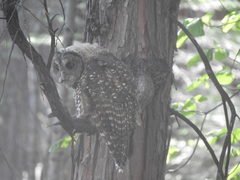 Strix occidentalis occidentalis
