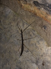 Libethra
