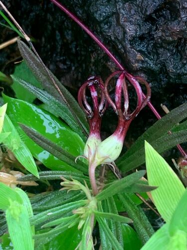 Ceropegia jainii