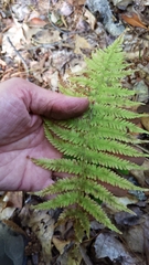Amauropelta noveboracensis