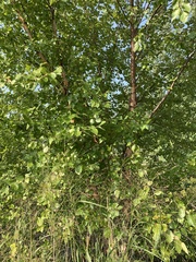 Betula nigra