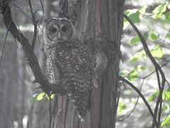 Strix occidentalis occidentalis