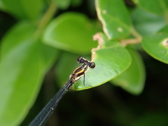 Prodasineura croconota
