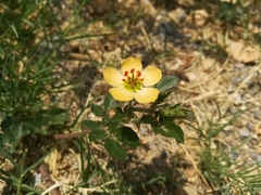 Kallstroemia rosei
