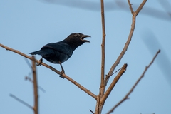 Compsothraupis loricata