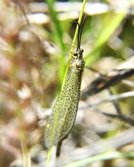 Brachynemurus versutus