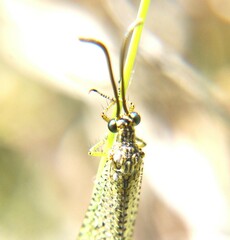Brachynemurus versutus