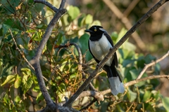 Cyanocorax cyanopogon