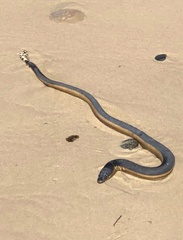 Hydrophis platurus