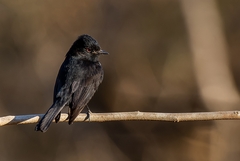 Knipolegus franciscanus