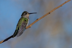 Campylopterus calcirupicola