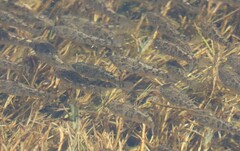 Cyprinodon variegatus