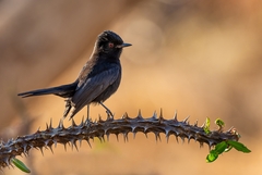 Knipolegus franciscanus