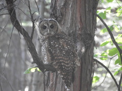 Strix occidentalis occidentalis
