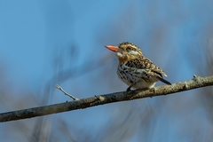 Nystalus maculatus