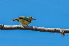 Phylloscartes roquettei