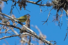 Phylloscartes roquettei