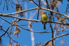 Phylloscartes roquettei