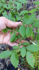 Vaccinioideae
