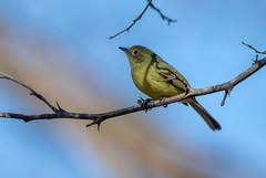 Phylloscartes roquettei