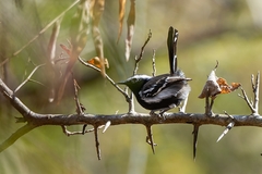 Formicivora melanogaster