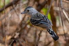 Thamnophilus pelzelni