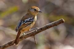 Thamnophilus pelzelni