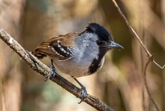 Sakesphoroides cristatus