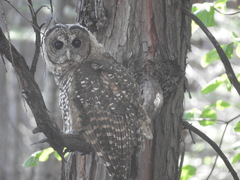Strix occidentalis occidentalis