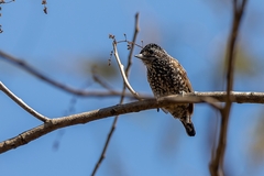 Picumnus albosquamatus