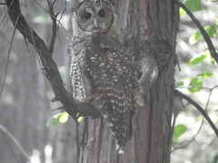 Strix occidentalis occidentalis