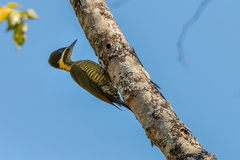 Piculus chrysochloros