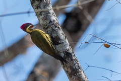 Piculus chrysochloros