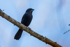 Cyanoloxia brissonii