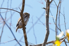 Glaucidium brasilianum
