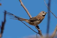 Schoeniophylax phryganophilus