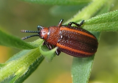 Microrhopala vittata