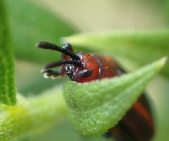 Microrhopala vittata