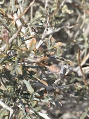 Psorothamnus arborescens