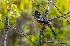 Thamnophilus doliatus capistratus