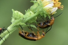 Nemognatha punctulata