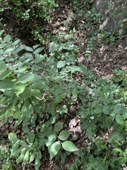 Celtis bungeana