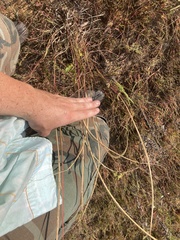 Sporobolus cryptandrus