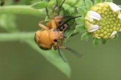 Nemognatha punctulata