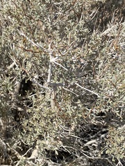 Psorothamnus arborescens