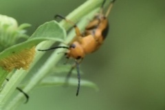 Nemognatha punctulata