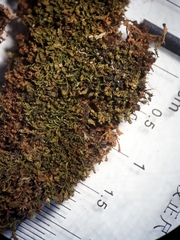 Zygodon obtusifolius