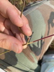 Sporobolus cryptandrus