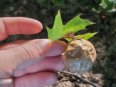 Amphibolips quercusinanis